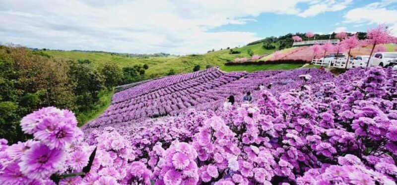 Khao Kho Private Tour from Bangkok | Thailand - An In-Depth Look at the Tour Experience