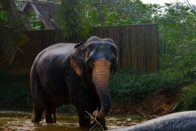 khao-lak-1-hour-elephant-sanctuary-eco-journey-with-shuttle