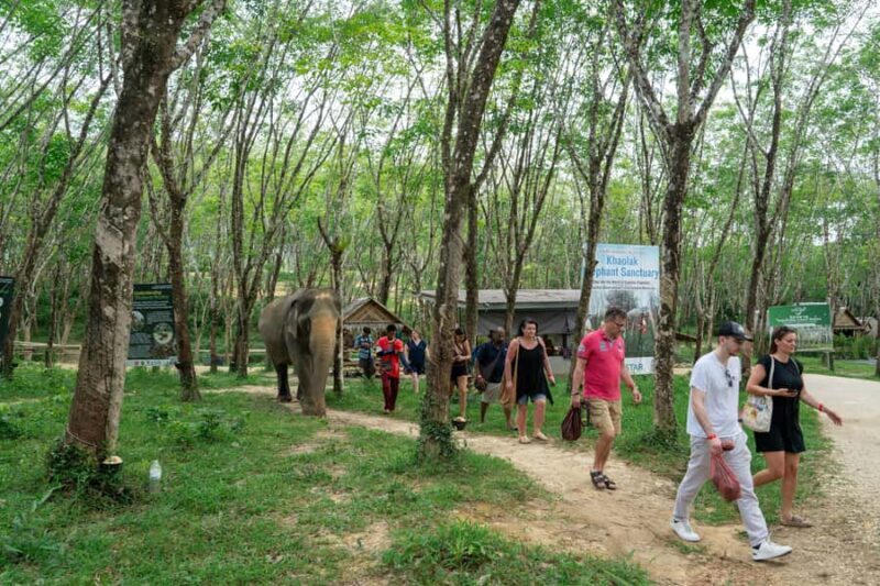 Khao Lak: 2-Hour Elephant Sanctuary Eco-Walk with Guided - Who Would Love This Tour?