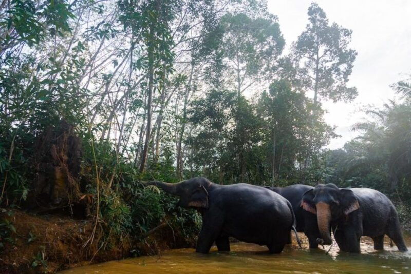 khao-lak-adventure-bamboo-rafting-elephant-walk-journey