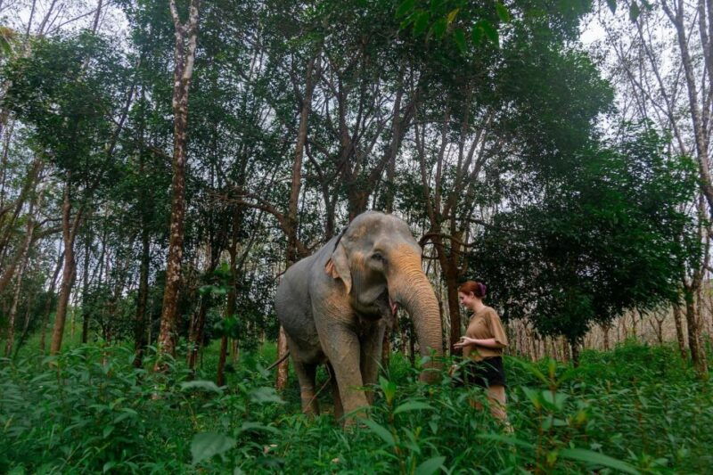 khao-lak-all-day-elephant-sanctuary-experience-small-groups