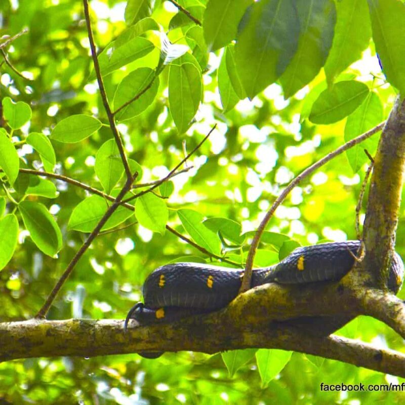 Khao Lak: Bamboo rafting,Lam Pi Waterfall, Small Sandy Beach - FAQ