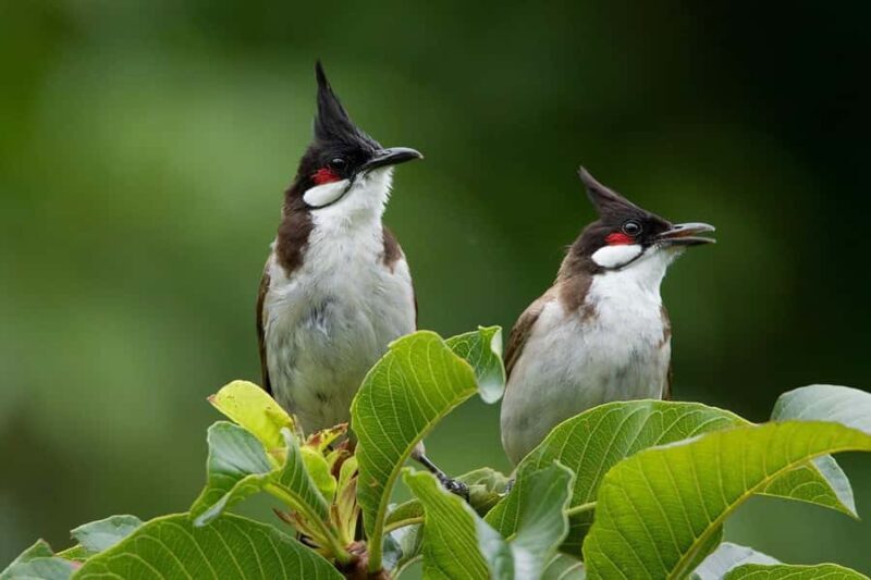 Khao Lak: Canoe Little Amazon & Trekking National Park - Practical Details and Tips