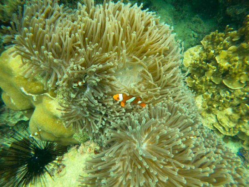 Khao Lak: Day Trip to Phi Phi with Private Longtail Tour - The Bottom Line