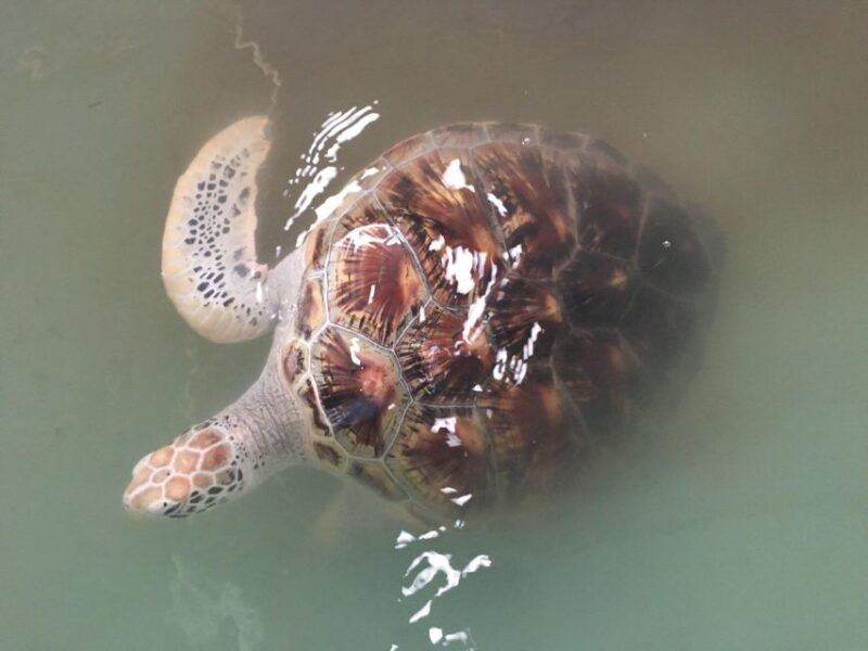 khao-lak-eco-safari-elephants-tsunami-museum-and-turtles