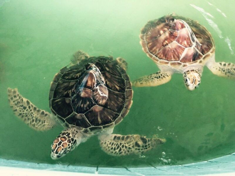 khao-lak-eco-safari-elephants-tsunami-museum-and-turtles
