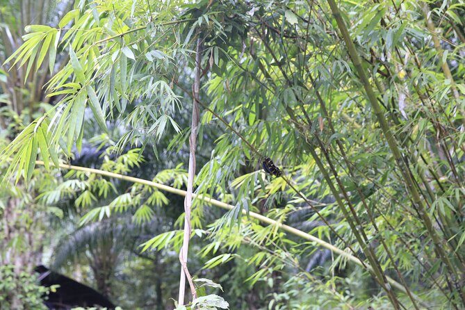 Khao Lak Eco Safari Exploring with Bamboo Rafting - Transportation & Group Size