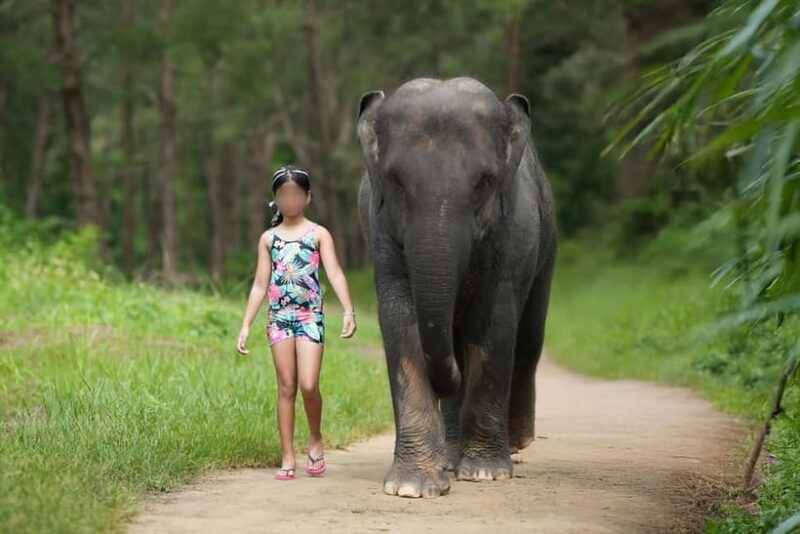 Khao Lak: Elephant Bathing and Turtle Center Visit - Key Points