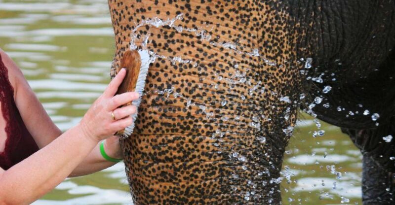 Khao Lak: Elephant Bathing and Turtle Center Visit - The Value of the Tour