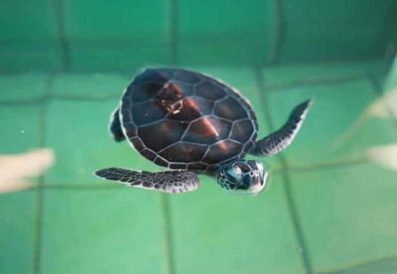 Khao Lak: Elephant Bathing and Turtle Center Visit - Final Thoughts