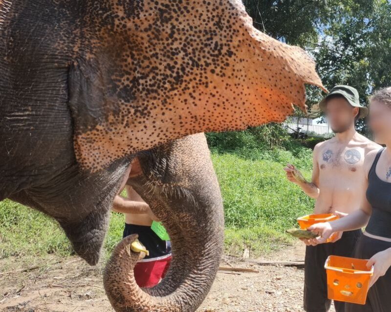 Khao Lak: Elephant Bathing and Turtle Center Visit - FAQ