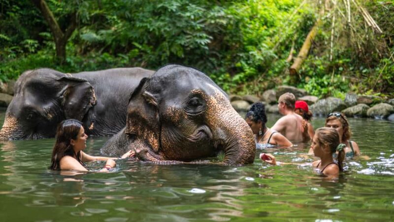 Khao Lak: Elephant Camp, Bamboo Rafting, and Waterfall Tour - Authentic Insights from Reviews