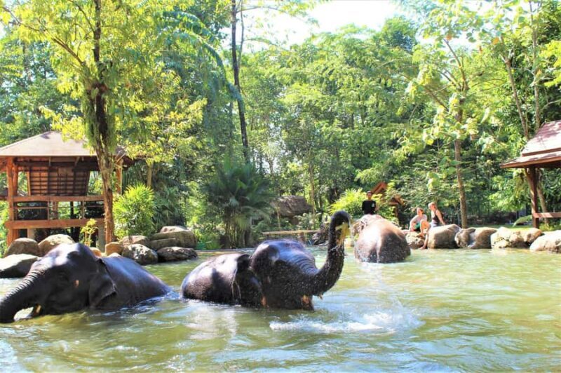 Khao Lak: Elephant Care Experience with Jungle Walk & Lunch - Key Points