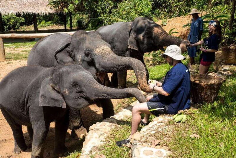 khao-lak-ethical-elephant-sanctuary-experience