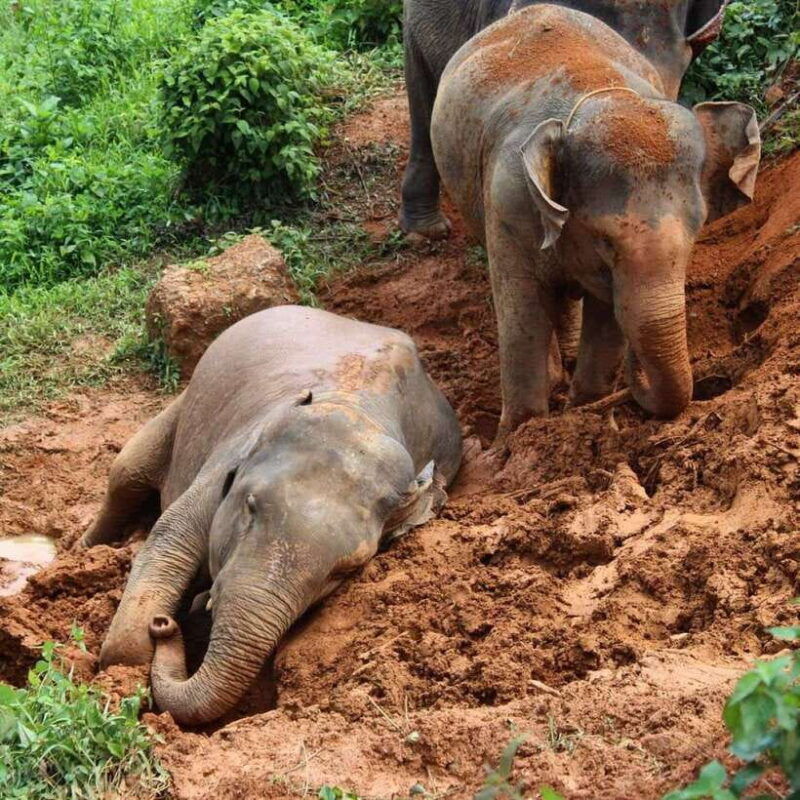 khao-lak-ethical-elephant-sanctuary-experience