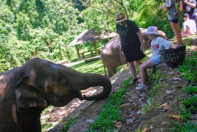 khao-lak-ethical-elephant-sanctuary-experience