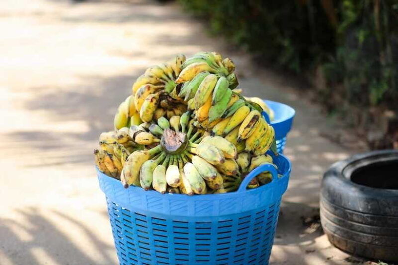 khao-lak-ethical-elephant-sanctuary-overnight-adventure