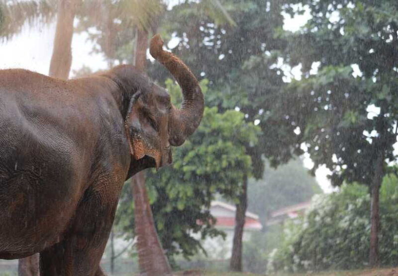 khao-lak-ethical-elephant-sanctuary-overnight-adventure
