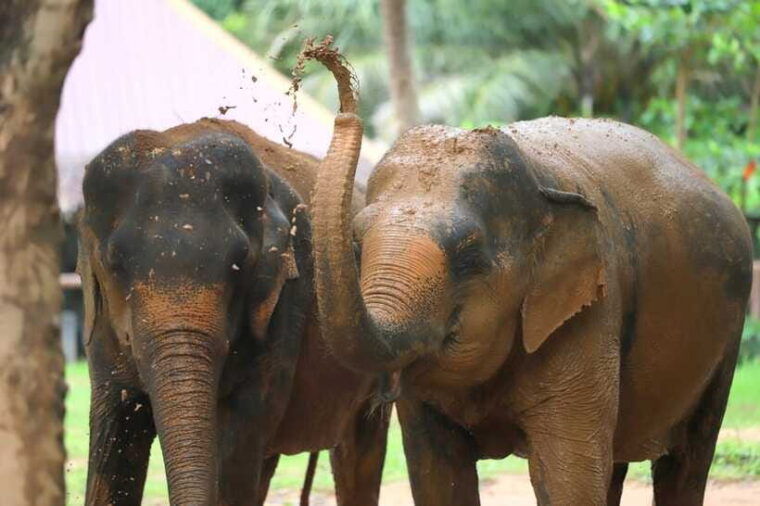khao-lak-ethical-elephant-sanctuary-overnight-adventure