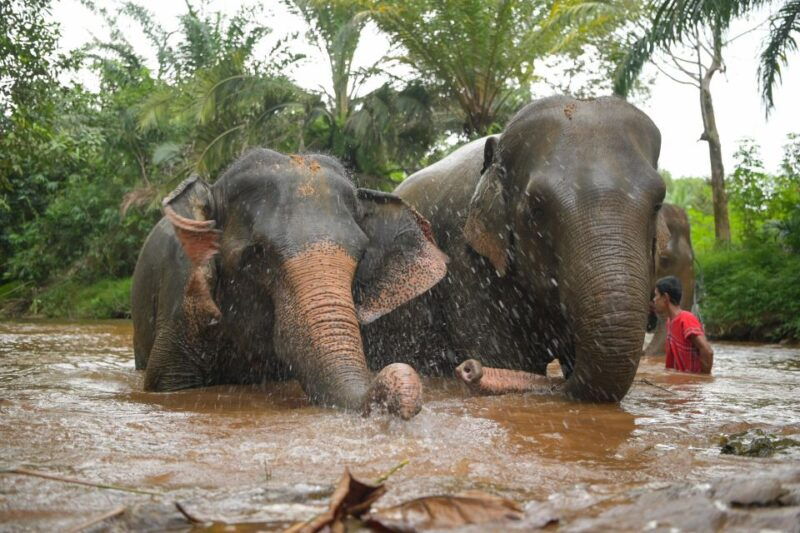 khao-lak-ethical-elephant-sanctuary-overnight-program