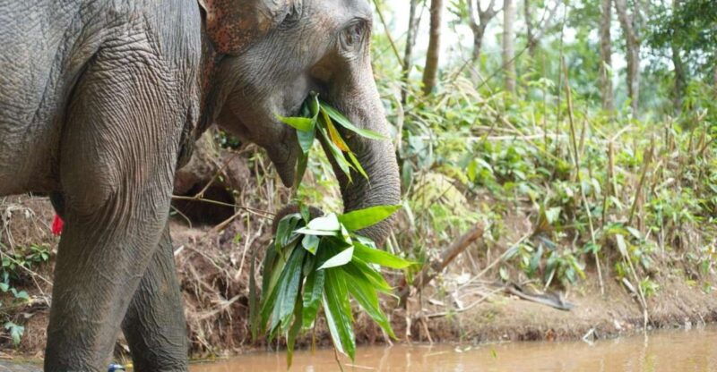 khao-lak-ethical-elephant-sanctuary-overnight-program