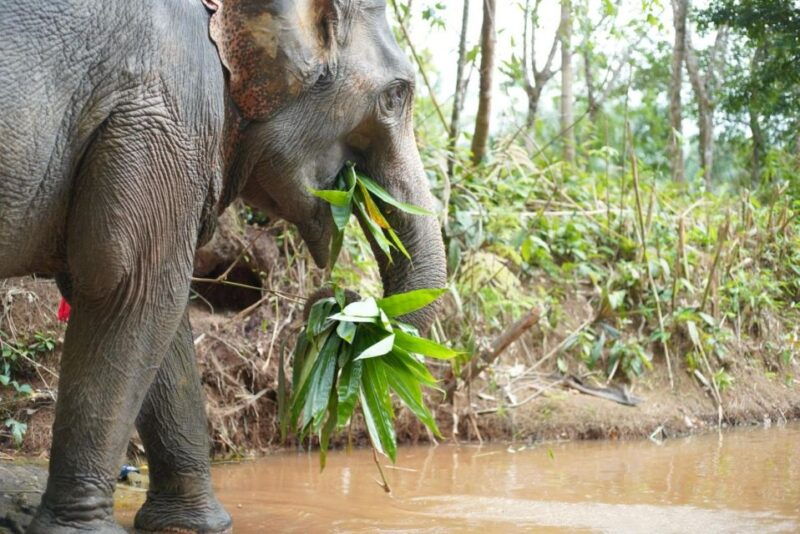 khao-lak-ethical-elephant-sanctuary-overnight-program