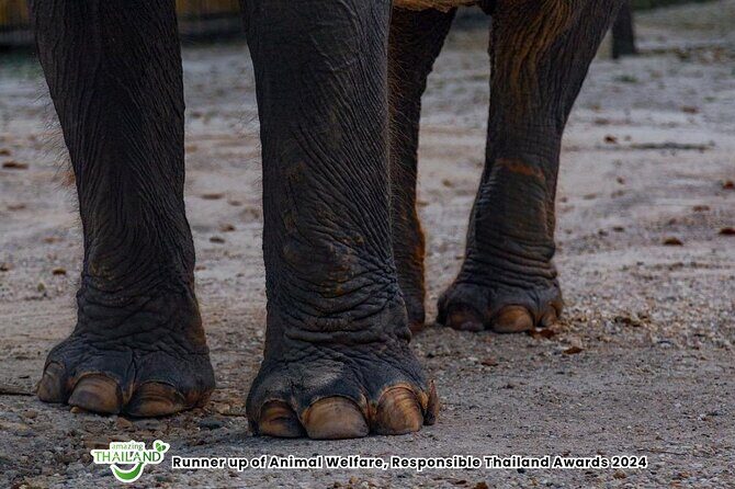 Khao Lak Ethical Elephant Sanctuary Small Group Tour - What to Expect from the Tour