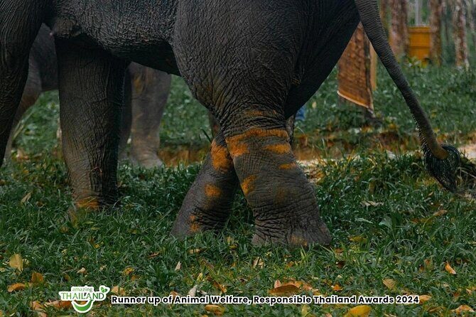 Khao Lak Ethical Elephant Sanctuary Small Group Tour - The Experience’s Strengths and Limitations