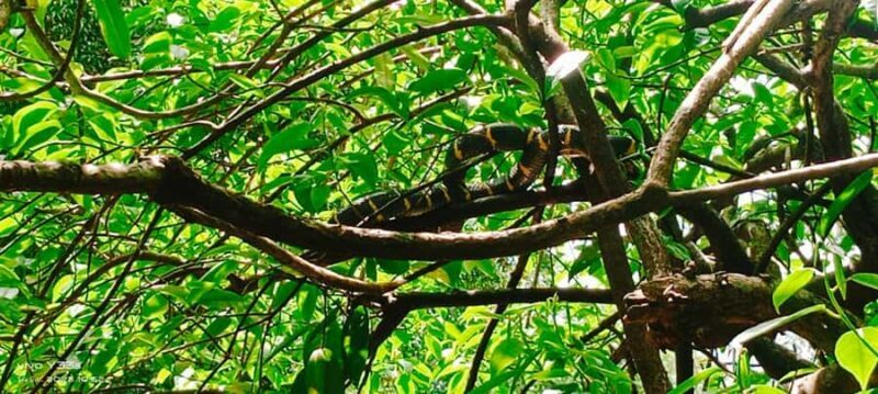 Khao Lak: Full-Day Khao Sok Jungle Walk and Canoeing Tour - Practical Details & Value