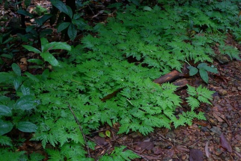 khao-lak-full-day-khao-sok-jungle-walk-and-canoeing-tour