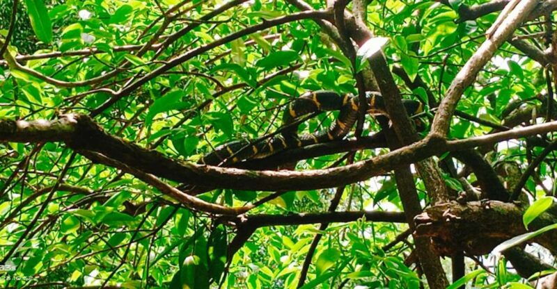 khao-lak-full-day-khao-sok-jungle-walk-and-canoeing-tour
