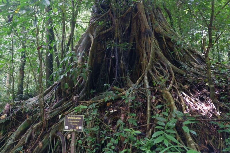 khao-lak-full-day-khao-sok-jungle-walk-and-canoeing-tour