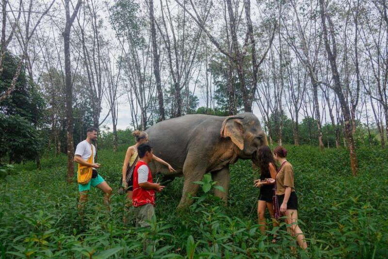 khao-lak-guided-nature-walk-elephant-experience