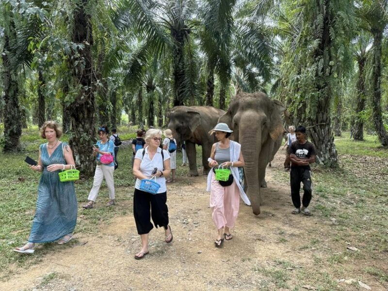 khao-lak-khao-sok-elephant-sanctuary-and-night-jungle-walk