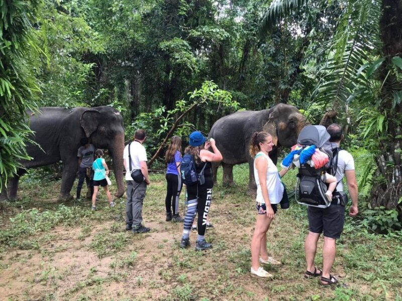 khao-lak-khao-sok-elephant-sanctuary-and-night-jungle-walk