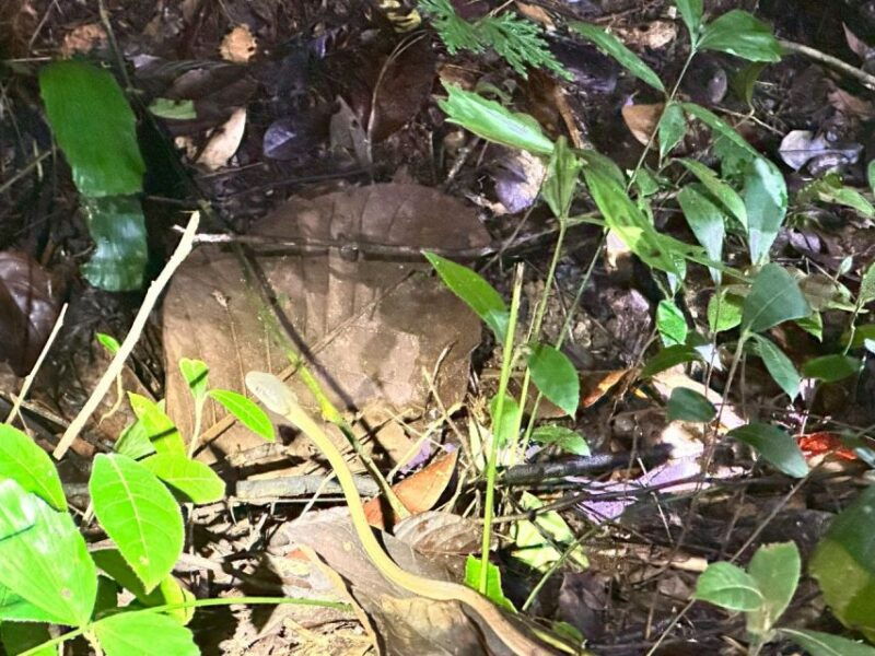 khao-lak-khao-sok-elephant-sanctuary-and-night-jungle-walk