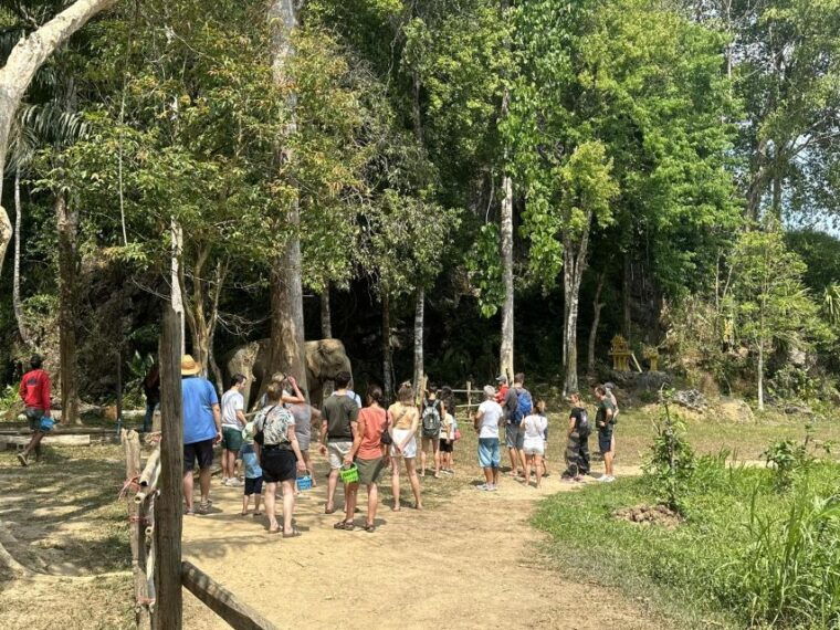 khao-lak-khao-sok-elephant-sanctuary-and-night-jungle-walk