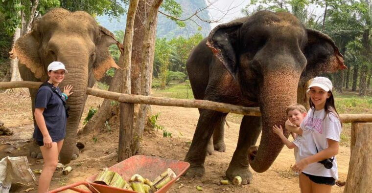 khao-lak-khao-sok-elephant-sanctuary-and-night-jungle-walk