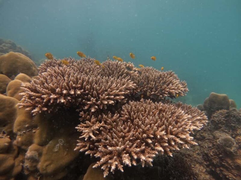 Khao Lak: Phi Phi & Bamboo Island Day Trip by Speedboat - Practical Considerations