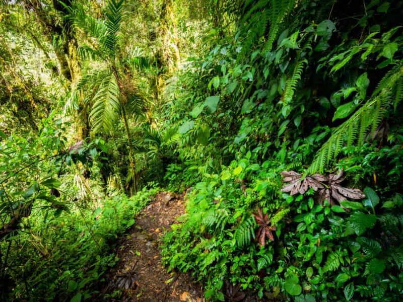 Khao Lak: Private Khao Sok Jungle Safari with Bamboo Rafting - Final Thoughts: Who Is This Tour For?