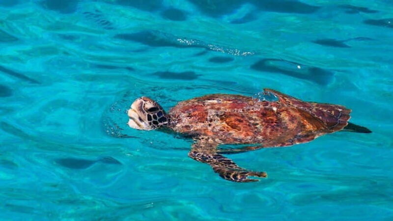 khao-lak-similan-islands-speed-catamaran-premium-morning
