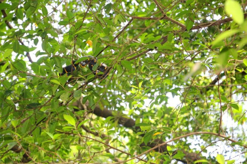 khao-lak-sri-phang-nga-canoe-and-tam-nang-waterfall-tour