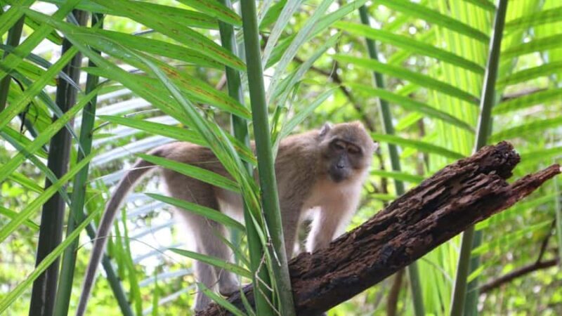 Khao Lak: Sri Phang Nga National Park and Takuapa Tour - The Experience Provider: Thai Adventure Hub