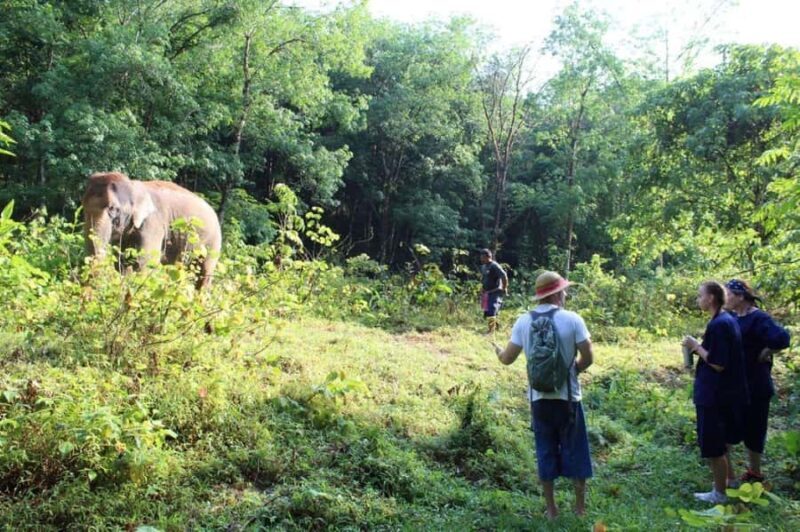 Khao Lak: Unique Dawn Ethical Elephant Sanctuary Experience - Key Points