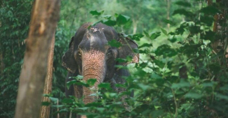 khao-lak-unique-dawn-ethical-elephant-sanctuary-experience