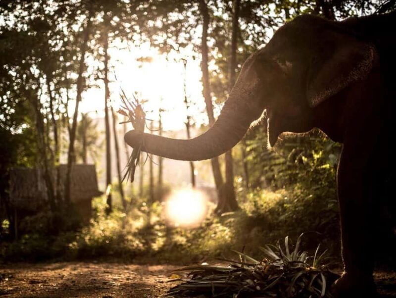 Khao Lak: Unique Dusk Ethical Elephant Sanctuary Experience - An Honest Look at the Dusk Elephant Experience