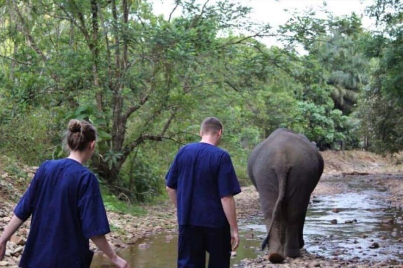 Khao Lak: Unique Dusk Ethical Elephant Sanctuary Experience - Real Experiences from Travelers