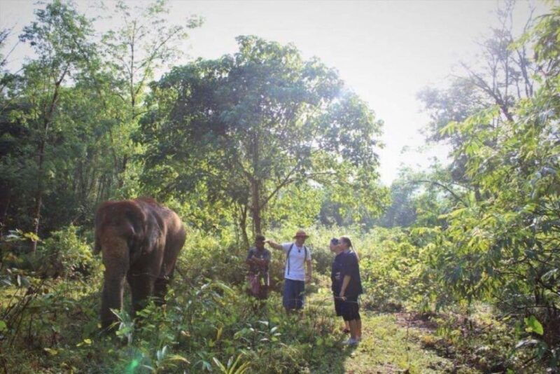 khao-lak-unique-dusk-ethical-elephant-sanctuary-experience