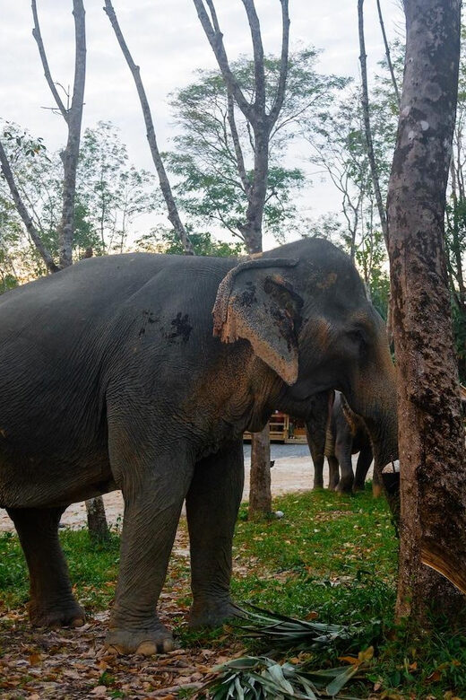 Khao Laks Best: Elephant Sanctuary,Rubber Tapping&Waterfall - A Closer Look at the Experience  