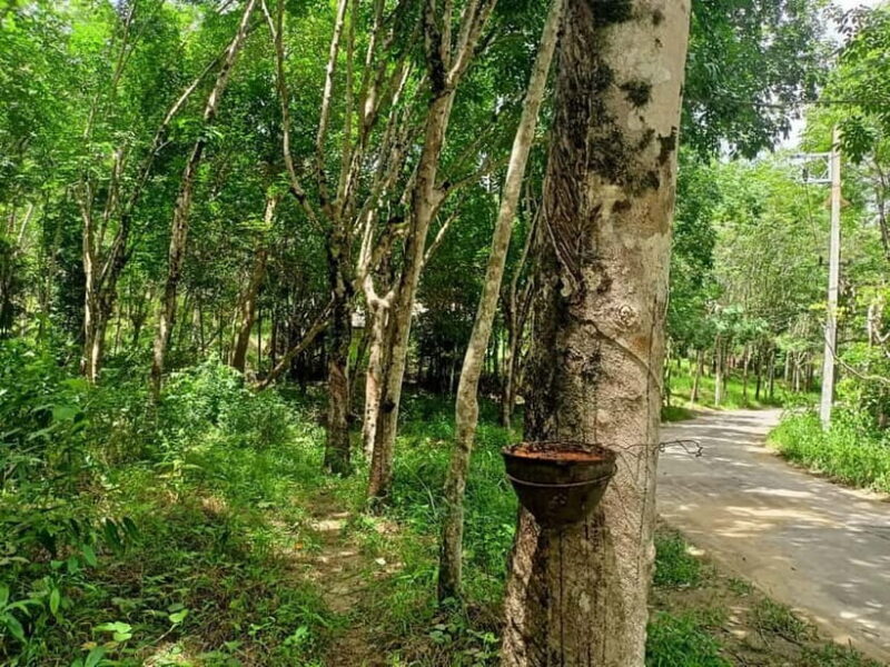 Khao Laks Best: Elephant Sanctuary,Rubber Tapping&Waterfall - Practical Details and Value  